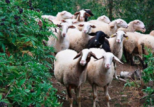 Κτηνοτρόφοι: Έρχονται πληρωμές για ζωοτροφές και συνδεδεμένες