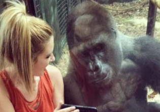 Σικάγο: Γορίλας σε ζωολογικό κήπο είχε εθιστεί στην τεχνολογία – Απαγορεύεται πλέον να βρίσκεται κοντά σε κινητά