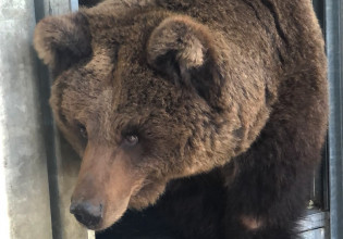 Ουκρανία: Ασφαλής στην Ολλανδία η 24χρονη καφέ αρκούδα του τσίρκου