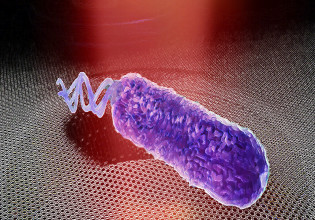 Ηχολήπτες του μικρόκοσμου κατέγραψαν το σάουντρακ ενός βακτηρίου