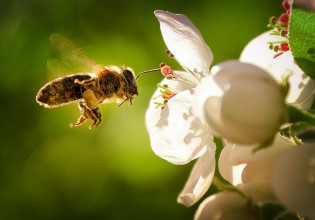 Γεωργικά φάρμακα: Απαγόρευση ψεκασμών για την προστασία των μελισσών