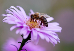 «Προσοχή» προστατεύουμε τις μέλισσες