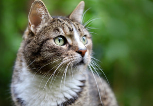 Βρετανία: Γάτος βρέθηκε σε πλωτή εξέδρα εξόρυξης πετρελαίου – Ήταν εξαφανισμένος για πέντε χρόνια