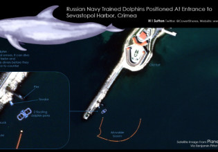 Η Ρωσία «στρατολογεί» δελφίνια στη Μαύρη Θάλασσα –Γιατί τα εκπαιδεύει