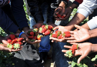 Εξαγωγές: Η έλλειψη εργατικών χεριών φρενάρει τη φράουλα