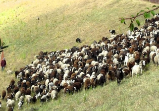 Βόρειο Αιγαίο: Επίσπευση των διαδικασιών για εκπόνηση των σχεδίων βόσκησης