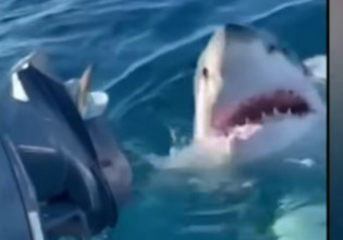Αυστραλία: Λευκός καρχαρίας επιτίθεται σε οικογένεια – Σώθηκε σαν από θαύμα