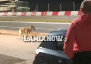 Φθιώτιδα: Λύκος εμφανίστηκε ανάμεσα σε αυτοκίνητα και πολίτες στο λιμάνι του Αγίου Κωνσταντίνου