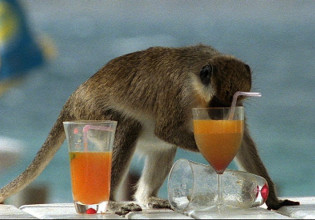 Μεθυσμένοι πίθηκοι δείχνουν πώς ο άνθρωπος αγάπησε το αλκοόλ