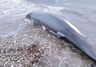Ρόδος: Νεκρή φάλαινα σε παραλία