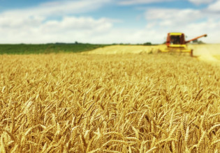 Ρωσία: Οι εξαγωγές αγροτικών προϊόντων θα περιοριστούν στις «φιλικές» χώρες