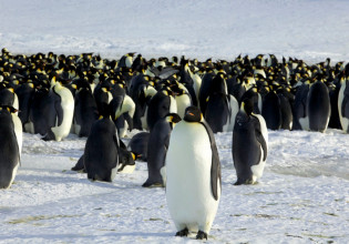 Οι αυτοκρατορικοί πιγκουίνοι κινδυνεύουν με εξαφάνιση – Ίσως να μην υπάρχουν ως το 2100