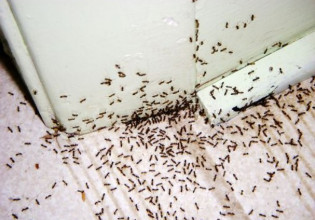 Έχετε πρόβλημα με τα μυρμήγκια στο σπίτι σας; – Έτσι θα απαλλαγείτε μια και καλή