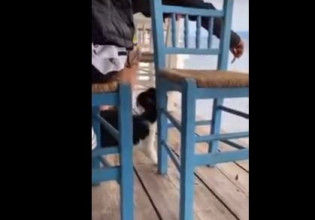 Αιδηψός: Βίντεο σοκ – Άντρας δελέασε με φαγητό γάτα και την κλώτσησε στη θάλασσα