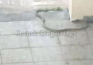 Τα φίδια… «ζώνουν» τη Λαμία: Συνεχή τα περιστατικά εμφάνισής τους