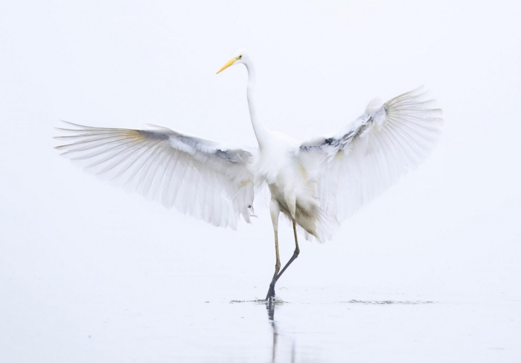 Natura 2000: Rare images of Greek nature in WWF competition