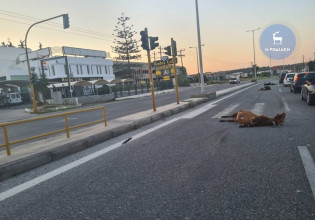 Ρόδος: Σφοδρή σύγκρουση ταξί με κοπάδι αιγοπροβάτων