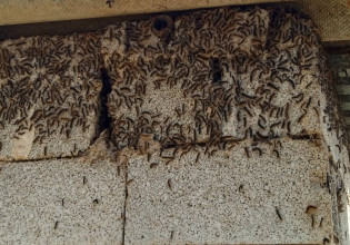 Τρομερές εικόνες στο Ρέθυμνο: Οι κάμπιες πολιορκούν ολόκληρο χωριό – Απειλούν και τους κατοίκους