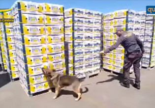 Ιταλία: Έκρυβαν 654 κιλά κοκαΐνης σε κουτιά με μπανάνες που προορίζονταν για τη Θεσσαλονίκη