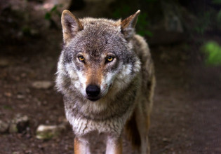Ισθμός της Κορίνθου: Λύκος κατέβηκε για βόλτα