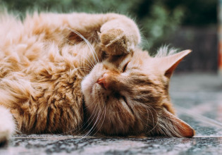 Γάτες: Πώς δείχνουν την αγάπη τους χωρίς να κουνάει την ουρίτσα της