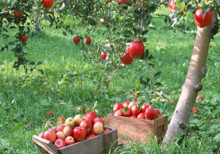 Μήλα: Αυξημένα παραμένουν τα αποθέματα σε Ευρώπη και ΗΠΑ