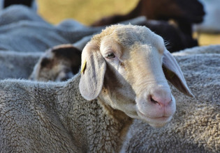Ζωοτροφές: Πώς θα λάβουν την ενίσχυση οι κτηνοτρόφοι που έμειναν εκτός