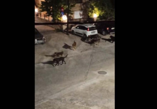 Θεσσαλονίκη: Αγέλη σκύλων προκαλεί τρόμο στα Πυλαιώτικα – Κάτοικοι παίρνουν ταξί για μικρές αποστάσεις