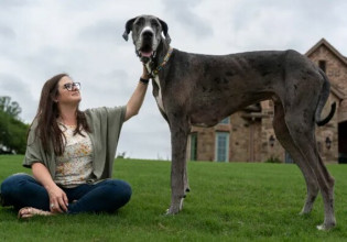 Γνωρίστε τον Δία, τον ψηλότερο σκύλο στον κόσμο