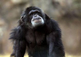Αττικό Ζωολογικό Πάρκο: Οργή στο Twitter μετά τη θανάτωση του χιμπατζή