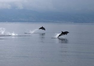 Τέσσερα δελφίνια συνοδεύουν το καραβάκι «Αργώ» στον Θερμαϊκό Κόλπο