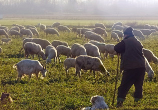 ΥπΑΑΤ: Έρχονται νέα μέτρα για τους κτηνοτρόφους – Τι θα γίνει με το αγροτικό πετρέλαιο