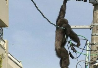 Αττικό Ζωολογικό Πάρκο: Θα μπορούσε η θανάτωση του χιμπατζή να έχει αποφευχθεί;