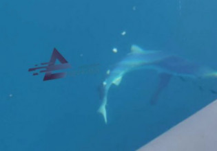 Αιτωλοακαρνανία: Πήγαν για ψάρεμα και βρέθηκαν σε απόσταση δύο μέτρων από καρχαρία