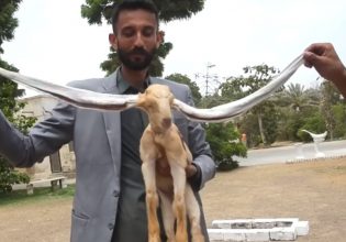 Πακιστάν: Το κατσικάκι που γεννήθηκε με αυτιά μεγαλύτερα από το σώμα του