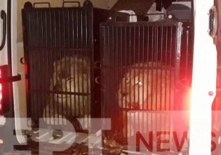 Μύκονος: Αντιδράσεις για τα λιοντάρια και την τίγρη που έφτασαν στο νησί σε μικρά κλουβιά – Ζητούν παρέμβαση εισαγγελέα