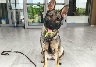 Σέρρες: Ο αστυνομικός σκύλος που «ξετρύπωσε» ποσότητες ηρωίνης και κοκαΐνης μέσα σε χόρτα