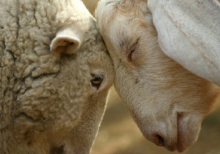 ΣΕΚ: Στην κόψη του ξυραφιού η κτηνοτροφία – Μειώνεται το ζωικό κεφάλαιο