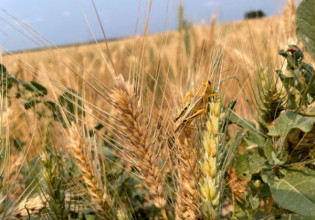 Ουκρανία: Η Τουρκία αγοράζει σιτηρά που κλέβει η Ρωσία από τη χώρα
