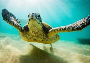 Ρόδος: Καρέ – καρέ η διάσωση μιας θαλάσσιας χελώνας