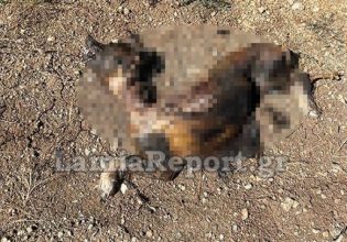Λαμία: Έκαψαν σκύλο ζωντανό – Προσοχή πολύ σκληρές εικόνες