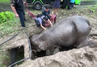 Ταϊλάνδη: Διάσωση ελεφαντίνας που έπεσε σε φρεάτιο με το μικρό της