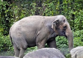 Τρίτος ελέφαντας νεκρός σε ένα μήνα στον ζωολογικό κήπο της Ζυρίχης