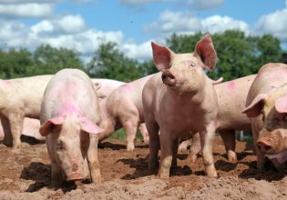 Επιστήμονες τρέχουν να μελετήσουν τη φάρμα όπου τα γουρούνια ακούν μουσική