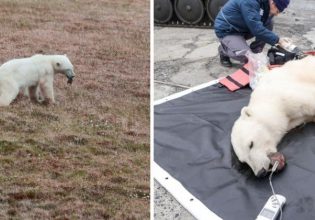 Πολική αρκούδα πλησίασε ανθρώπους για βοήθεια – Είχε κολλήσει κονσερβοκούτι στο στόμα της