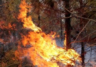 Μεσσηνία: Πυρκαγιά ξέσπασε κοντά στη Χρυσοκελλαριά – Μεγάλη κινητοποίηση της Πυροσβεστικής
