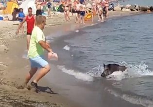 Χαλκίδα: Πανικός σε παραλία – Aγριογούρουνα κολυμπούσαν δίπλα σε κολυμβητές