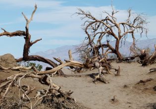 Κοιλάδα του Θανάτου: Τα μακρόβια πεύκα αργοπεθαίνουν λόγω της κλιματικής αλλαγής