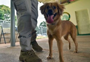 Παναμάς: Μίλι, η σκυλίτσα που επέζησε 40 ημέρες μέσα σε κοντέινερ αφού διέσχισε τον Ατλαντικό