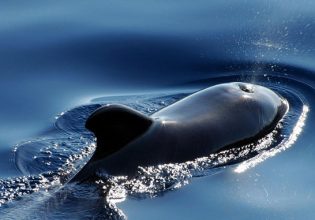 Γαλλία: Φάλαινα 10 μέτρων εντοπίστηκε στον Σηκουάνα